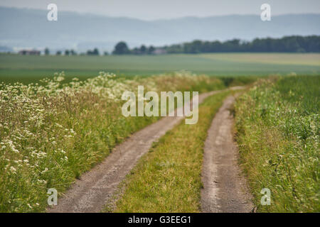 Strada sporca di germinare tra campi di grano con blu cielo nuvoloso su Bassa Slesia Polonia Foto Stock