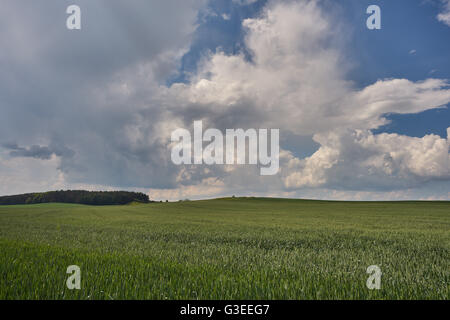 Blu cielo nuvoloso su germinando campi di grano Bassa Slesia Polonia Foto Stock