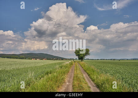 Strada sporca di germinare tra campi di grano con blu cielo nuvoloso su Bassa Slesia Polonia Foto Stock