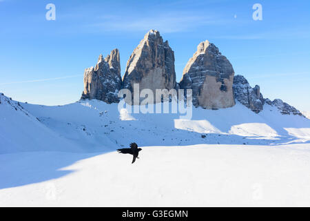Drei Zinnen, Tre Cime, gracchio alpino (Pyrrhocorax graculus), l'Italia, Bolzano (Alto Adige), Sud Tirolo, Alto Adige, Naturpark Drei Zi Foto Stock
