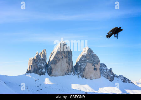 Drei Zinnen, Tre Cime, gracchio alpino (Pyrrhocorax graculus), l'Italia, Bolzano (Alto Adige), Sud Tirolo, Alto Adige, Naturpark Drei Zi Foto Stock