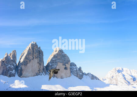 Drei Zinnen, Tre Cime, gracchio alpino (Pyrrhocorax graculus), l'Italia, Bolzano (Alto Adige), Sud Tirolo, Alto Adige, Naturpark Drei Zi Foto Stock