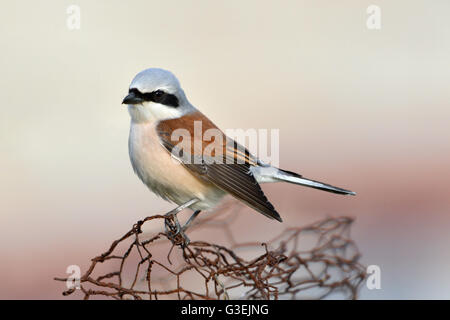 Red-backed Shrike - Lanius collurio Foto Stock