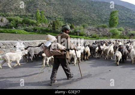 L'uomo imbrancandosi capre lungo la strada nel villaggio, Jispa, Manali - Leh Road, Himachal Pradesh, India, Foto Stock