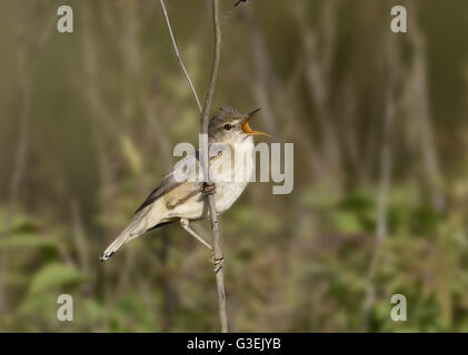 Blyth Reed del trillo - Acrocephalus dumetorum Foto Stock