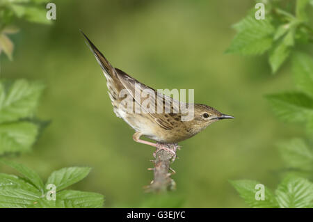 Grasshopper trillo - Locustella naevia Foto Stock