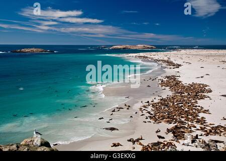 Centinaia di northern foche tirare fuori sulla spiaggia al punto Bennett presso il Parco Nazionale delle Channel Islands a San Miguel Island, California. Foto Stock