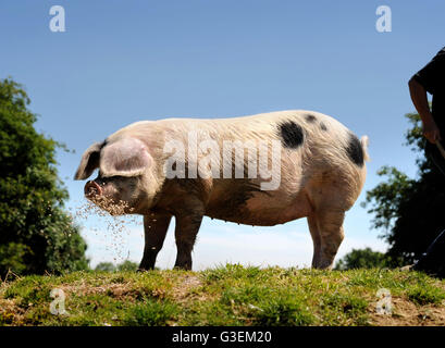 Un Gloucester Old Spot maiale in una giornata calda vicino a Cirencester Gloucestershire, Regno Unito Foto Stock