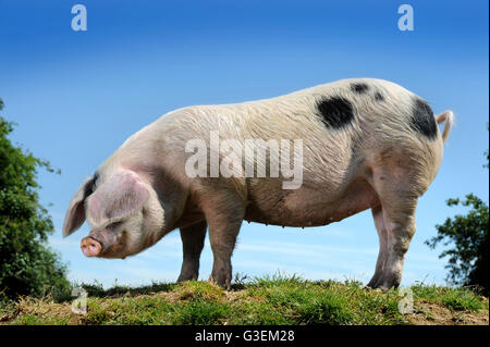 Un Gloucester Old Spot maiale in una giornata calda vicino a Cirencester Gloucestershire, Regno Unito Foto Stock