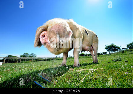 Un Gloucester Old Spot maiale in una giornata calda vicino a Cirencester Gloucestershire, Regno Unito Foto Stock