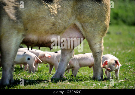 Un Gloucester Old Spot scrofa e figliata di lei in un giorno caldo vicino a Cirencester Gloucestershire, Regno Unito Foto Stock