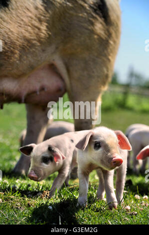 Un Gloucester Old Spot scrofa e figliata di lei in un giorno caldo vicino a Cirencester Gloucestershire, Regno Unito Foto Stock