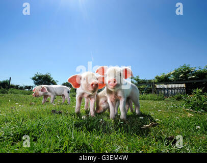 Una cucciolata di Gloucester Old Spot suinetti in un giorno caldo vicino a Cirencester Gloucestershire, Regno Unito Foto Stock