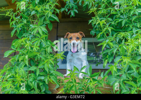 Cane sorridente sul treehouse. L'estate! Foto Stock