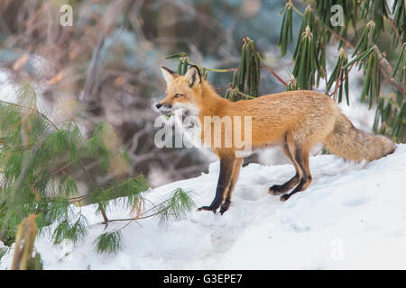 Bellissima femmina Red Fox in inverno a den Foto Stock