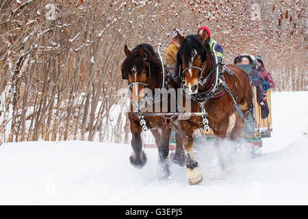 Cavalli Clydesdale slitta trainata da giostre in inverno Foto Stock