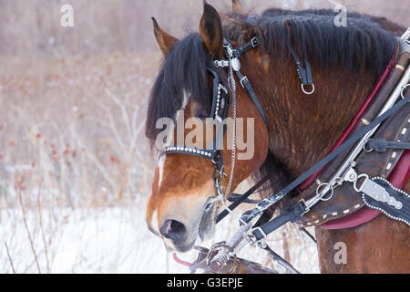 Cavalli Clydesdale slitta trainata da giostre in inverno Foto Stock