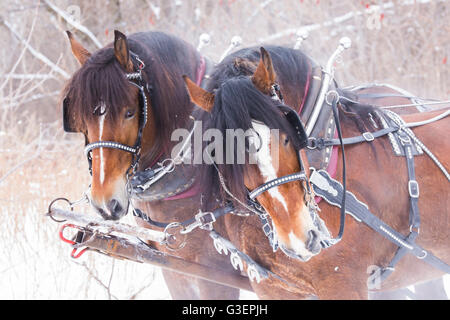 Cavalli Clydesdale slitta trainata da giostre in inverno Foto Stock