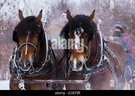 Cavalli Clydesdale slitta trainata da giostre in inverno Foto Stock