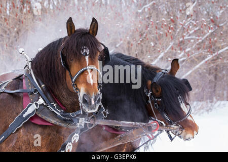 Cavalli Clydesdale slitta trainata da giostre in inverno Foto Stock