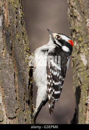 Maschio Picchio roverella (Picoides pubescens) in inverno Foto Stock