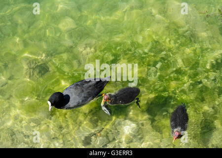 Coot ( fulica atra ) con pulcino, Austria, Salisburgo, Flachgau, Mattsee Foto Stock