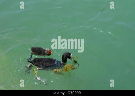 Coot ( fulica atra ) con pulcino, Austria, Salisburgo, Flachgau, Mattsee Foto Stock