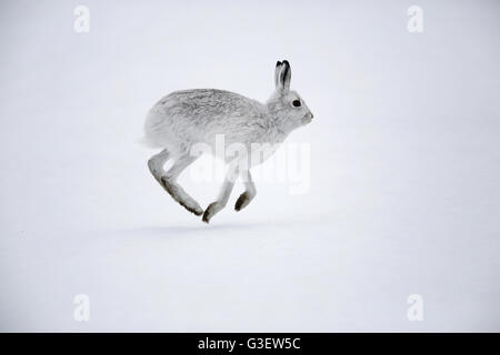 Montagna, lepre Lepus timidus, in inverno pelage attraversando snowfield Foto Stock