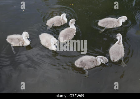 Cigno, Cygnus olor cygnet Ring Foto Stock