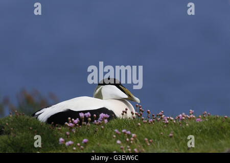 Common Eider Duck, Somateria mollissima, drake, sono ' appollaiati in parsimonia Foto Stock