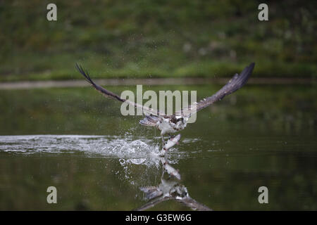 Osprey, Pandion haliaetus, la cattura del pesce Foto Stock