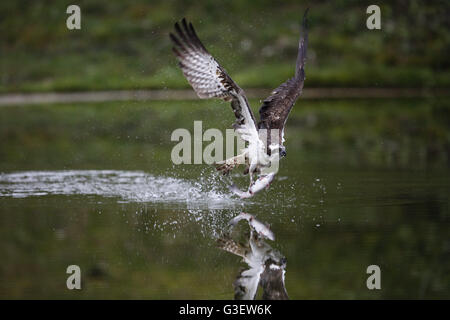 Osprey, Pandion haliaetus, la cattura del pesce Foto Stock