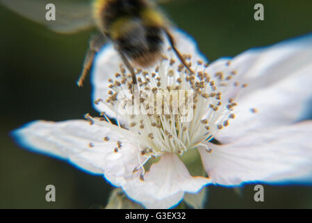 Bee flying off fiore di Blackberry Foto Stock