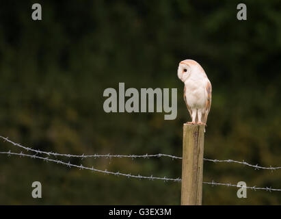 Wild Barbagianni Tyto alba appollaiato sul palo di legno, Warwickshire Foto Stock