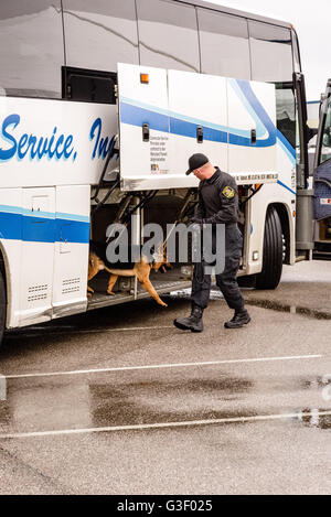 Maryland Transportation Authority cane di polizia, Cruise Terminal, porto di Baltimora, Locust Point, Baltimore, MD Foto Stock