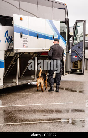 Maryland Transportation Authority cane di polizia, Cruise Terminal, porto di Baltimora, Locust Point, Baltimore, MD Foto Stock