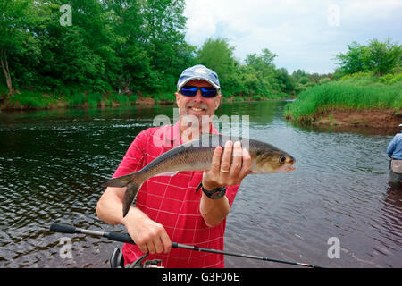 Un pescatore o man tenendo un American shad (Alosa sapidissima) specie di pesce pescato nel fiume di Annapolis della Nova Scotia, Canada Foto Stock