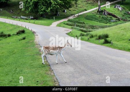 Knole park a Sevenoaks durante la primavera. Foto Stock