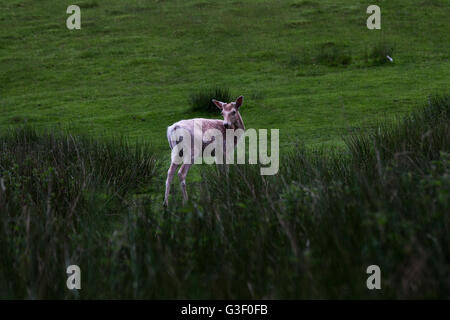 Knole park a Sevenoaks durante la primavera. Foto Stock