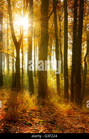 Irraggiamento solare e la nebbia di mattina, bosco di latifoglie in autunno, foresta di Ziegelroda, Sassonia-Anhalt, Germania Foto Stock