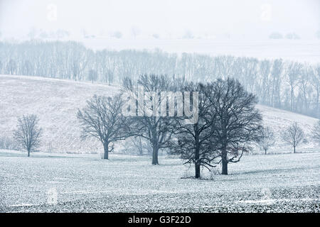 Solitario vecchie querce sul campo in inverno, nebbia, Burgenlandkreis, Sassonia-Anhalt, Germania Foto Stock