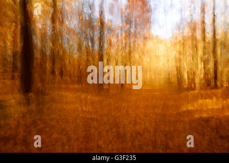 Foglie colorate su un sentiero attraverso il bosco di latifoglie in autunno, abstract studio [M], la manipolazione della fotocamera, il colore e il contrasto Altered digitalmente Foto Stock