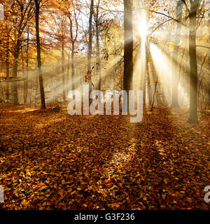 Irraggiamento solare e la nebbia di mattina, bosco di latifoglie in autunno, foresta di Ziegelroda, Sassonia-Anhalt, Germania Foto Stock