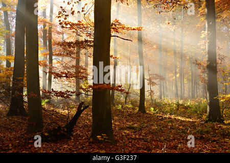 Irraggiamento solare e la nebbia di mattina, bosco di latifoglie in autunno, foresta di Ziegelroda, Sassonia-Anhalt, Germania Foto Stock