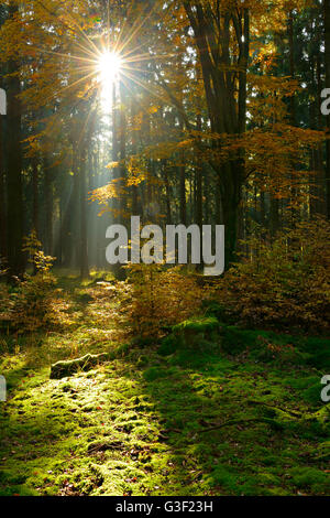 Irraggiamento solare e la nebbia di mattina, bosco misto in autunno, Harz, vicino Allrode, Sassonia-Anhalt, Germania Foto Stock