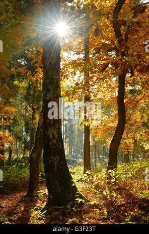 Sunray nel bosco misto, autunno, Harz, vicino a Wernigerode, Sassonia-Anhalt, Germania Foto Stock