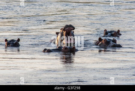 Hippo's nel fiume Zambesi nello Zimbabwe Foto Stock