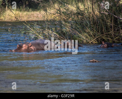 Hippo's nel fiume Zambesi nello Zimbabwe Foto Stock