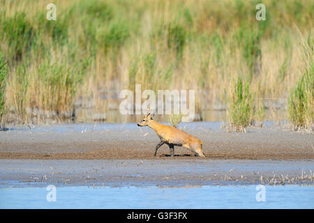 Il capriolo Capreolus capreolus, maschio, passando attraverso la palude, Illmitz, lago di Neusiedl, Burgenland, Austria Foto Stock