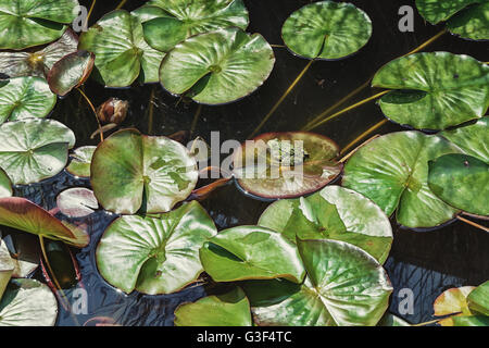 Rana poco crogiolarsi al sole sulla foglia di un laghetto di ninfee nel parco. Foto Stock